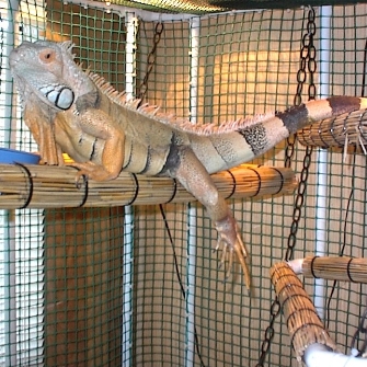 Merlin hanging around.