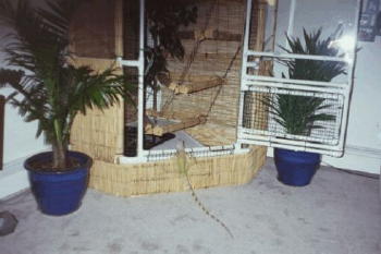Iggy climbing into his new cage